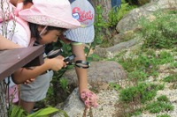 【夏休み2016】観察のポイントを紹介、六甲高山植物園で自由研究 画像