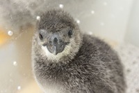 ペンギンの赤ちゃん「ふうりん」を応援、すみだ水族館で9/3デビュー 画像