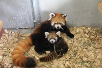 日本平動物園、レッサーパンダの赤ちゃんの名前を募集 画像