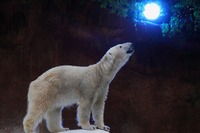 限定企画盛りだくさん、天王寺動物園「ハロウィンナイトZOO」10/29・30 画像