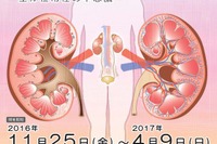 東大医学部、企画展「縁の下で身体を支える腎臓」開催中 画像