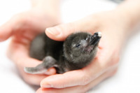 5年連続ペンギンの赤ちゃん誕生、記念イベントで名前募集…すみだ水族館 画像