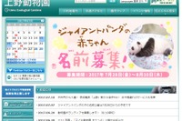 上野動物園、ジャイアントパンダの赤ちゃんの名前募集 画像