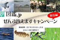 野鳥の名前、ぜんぶ答えます…「図鑑.jp」が9/20まで質問募集 画像