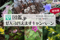 図鑑.jp「ぜんぶ答えますキャンペーン」植物編、10/26まで質問募集 画像
