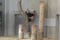 上野動物園、シャンシャンの観覧時間を2時間延長…1/10正午受付開始 画像