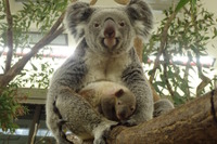 生後半年の赤ちゃんコアラを見に行こう…埼玉こども動物自然公園 画像