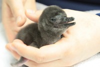 【GW2018】マゼランペンギンの赤ちゃん誕生、すみだ水族館がお祝い4/27-5/20 画像