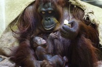 多摩動物公園、オランウータンの赤ちゃん4年ぶり誕生…7/19まで名前投票 画像