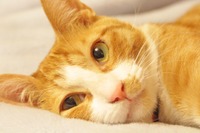 8月8日は「世界猫の日」愛猫の健康や安全・動物愛護を考える 画像