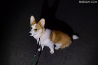 愛犬と夜の散歩、楽しく安全に過ごすアイテム 画像