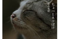 ネコ写真ブームの火付け役、岩合光昭「ちょっとネコぼけ」iPad版 画像
