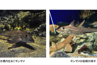 長期飼育が難しい深海魚「ギンザメ」展示…鴨川シーワールド 画像