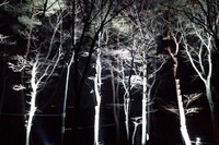 子どもも大人も夜の森を楽しめる空中アスレチック「YOZARU」那須 画像