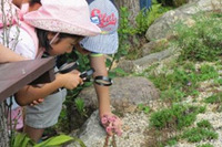 【夏休み2019】寄せ植え体験など「食虫植物のひみつ展」六甲高山植物園 画像