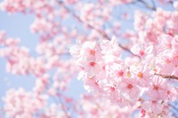 新型コロナによる花見の経済損失は約2,534億円…関西大 画像