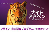 【夏休み2021】夜の動物テーマにオンラインで自由研究