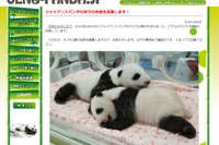 上野動物園、パンダの双子赤ちゃん名前募集 画像