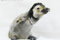 ペンギンの赤ちゃん、アドベンチャーワールドで公開 画像