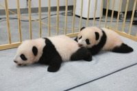 上野動物園の双子パンダの名前決定、母子公開は来年1月をめど 画像