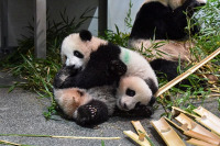 赤ちゃんパンダ2頭を一般公開…上野動物園