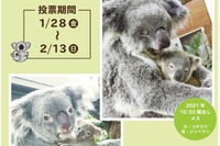 埼玉県こども動物自然公園、コアラの赤ちゃん名前投票開始 画像