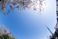 【夏休み2022】大空にニコちゃんマーク…茨城県上空 画像
