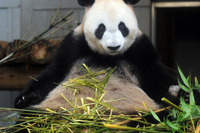石原都知事、パンダの赤ちゃん誕生には「全然興味ない」 画像