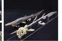 鴨川シーワールド、深海ザメの標本観察11-3月まで