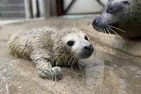 ゴマフアザラシの赤ちゃん誕生、名前募集…東武動物公園 画像