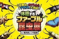 【夏休み2024】体感するファーブル昆虫展、7/13-8/25横浜 画像