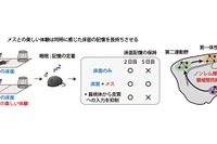 楽しい体験は睡眠中に脳の協調性を高める…理研ら研究