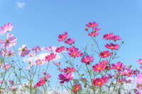 【中学受験】来月行ける首都圏中高一貫・男子校「学校見学」10月…開成、武蔵など