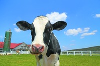 茨城・埼玉県民デー「マザー牧場、子供入場無料など」11/8-16