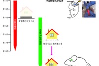 東京医科大、脳の記憶中枢形成の謎を解明…発達障害など原因究明に期待