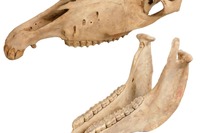 大阪市立自然史博物館、干支にちなんだ「午年展」1/16-25