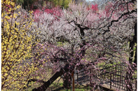 東京都「神代植物公園」梅・椿・桜 開花にあわせた催し、2/10から