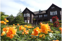 100種200株のバラ咲く「旧古河庭園」春のフェス4/29開幕