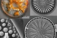 【夏休み2026】高校生向け珪藻研究、合宿講座7/25-27…琵琶湖博物館