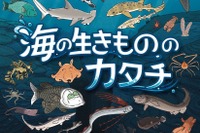 【夏休み2026】みなと科学館「海の生きもののカタチ」企画展9/13まで…実寸大エイも