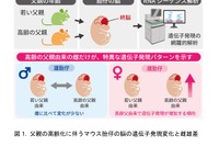 父親の高齢化による脳遺伝子発現に性差…東北大がマウス研究