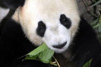 上野動物園のパンダの名前が決定、一般公開は3/22より 画像