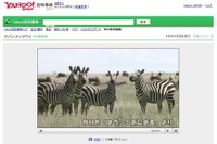 野生動物の生態を調べよう、Yahoo!百科事典にNHK映像を追加 画像