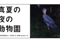 【夏休み】上野動物園「真夏の夜の動物園」8/9-17 画像