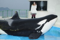 鴨川シーワールド、水族館の水槽の前で一夜を…1/16より予約受付開始 画像