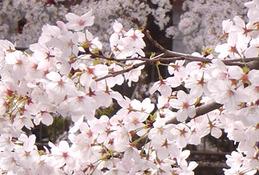 【サピ卒母1年前】桜咲く、春爛漫はもう目の前…前向きな気持ちで受験できますように
