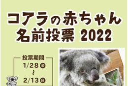 埼玉県こども動物自然公園、コアラの赤ちゃん名前投票開始