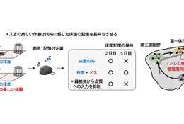 楽しい体験は睡眠中に脳の協調性を高める…理研ら研究