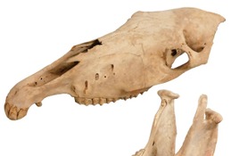 大阪市立自然史博物館、干支にちなんだ「午年展」1/16-25 画像