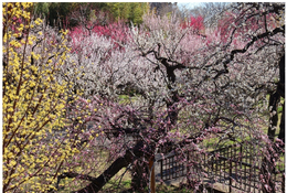 東京都「神代植物公園」梅・椿・桜 開花にあわせた催し、2/10から 画像